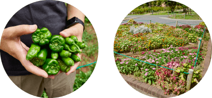 花壇・菜園スペース